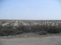 Landscape outside Piura out