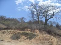  Cebo trees